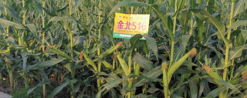 金北516玉米种简介，株高可达295cm左右
