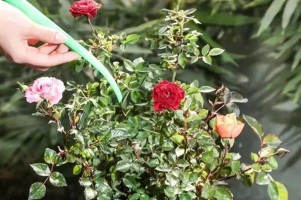 送16朵玫瑰花的意思，寓意真切示爱、事事顺利等