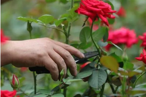 送16朵玫瑰花的意思，寓意真切示爱、事事顺利等