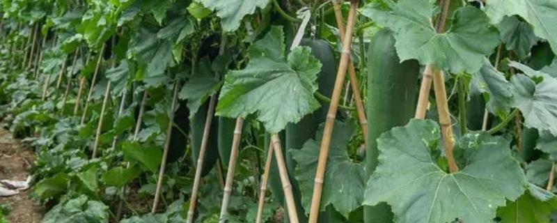 冬瓜的剪枝方法，第二雌花开放后可剪除顶芽、老叶、侧枝