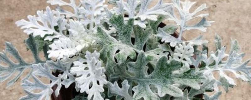 银叶菊的耐寒温度，可耐寒-5℃