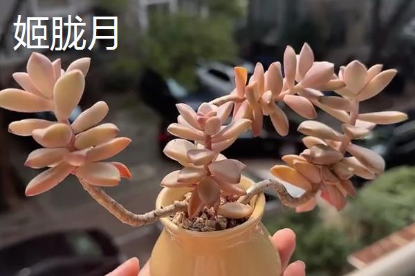 能养成老桩的多肉有哪些，包括姬胧月、星美人、黑法师等品种