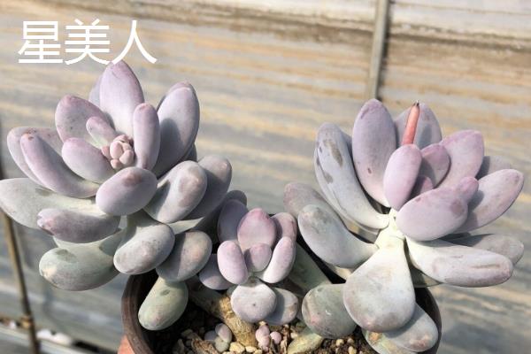 能养成老桩的多肉有哪些，包括姬胧月、星美人、黑法师等品种