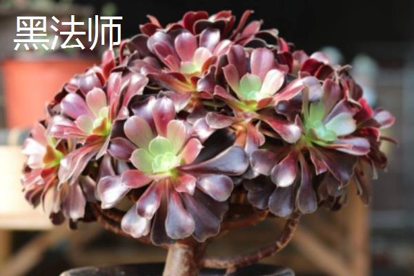 能养成老桩的多肉有哪些，包括姬胧月、星美人、黑法师等品种