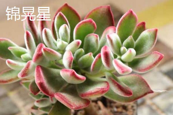 能养成老桩的多肉有哪些，包括姬胧月、星美人、黑法师等品种