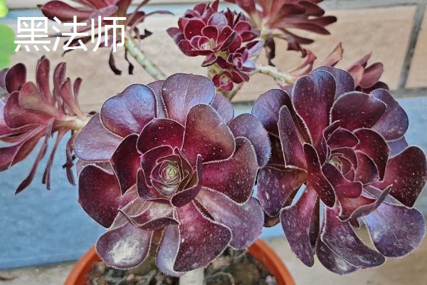能养成老桩的多肉有哪些，包括姬胧月、星美人、黑法师等品种