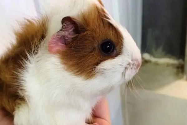猪钩端螺旋体病如何诊断，可通过微生物学诊断