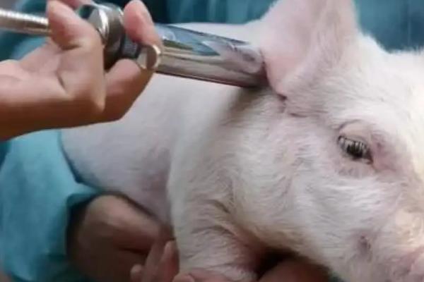 猪钩端螺旋体病如何诊断，可通过微生物学诊断