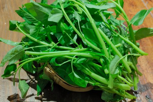 藤藤菜的越冬保存技术，不要放到潮湿的地方