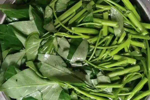 藤藤菜的越冬保存技术，不要放到潮湿的地方