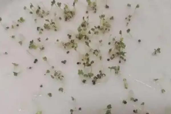 藤藤菜的越冬保存技术，不要放到潮湿的地方