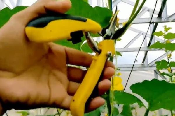 甜宝甜瓜怎么种植，每个土穴可播种3粒