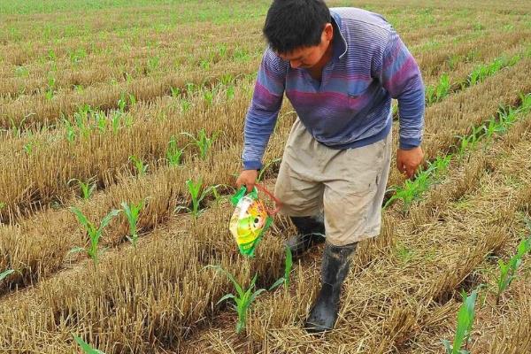 尿素怎么使用，与其它肥料混用可让植株健壮生长