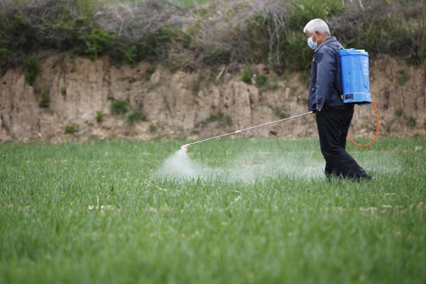 尿素怎么使用，与其它肥料混用可让植株健壮生长