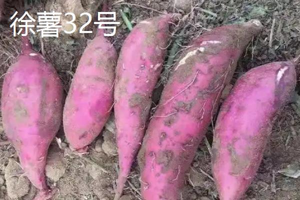 红薯的种类，苏薯2号、红心红薯、紫心红薯等10个品种较常见