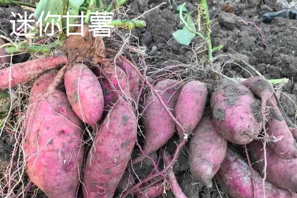 红薯的种类，苏薯2号、红心红薯、紫心红薯等10个品种较常见