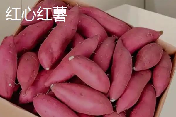 红薯的种类，苏薯2号、红心红薯、紫心红薯等10个品种较常见