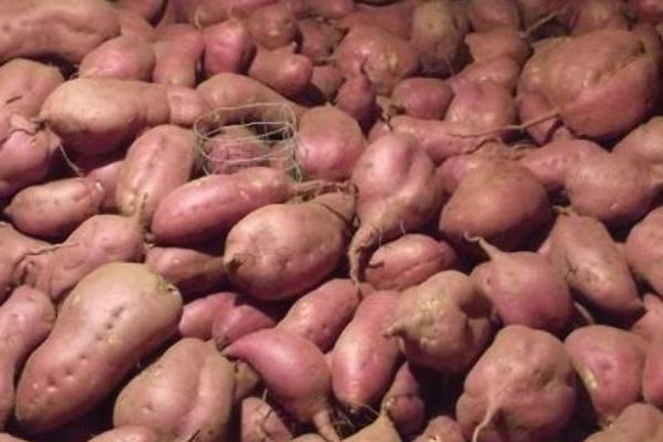 红薯的种类，苏薯2号、红心红薯、紫心红薯等10个品种较常见