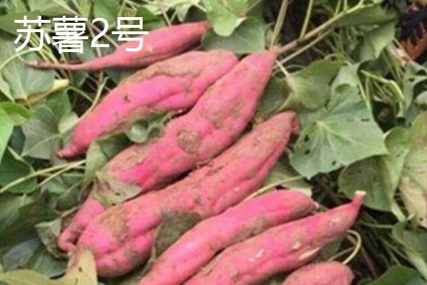 红薯的种类，苏薯2号、红心红薯、紫心红薯等10个品种较常见