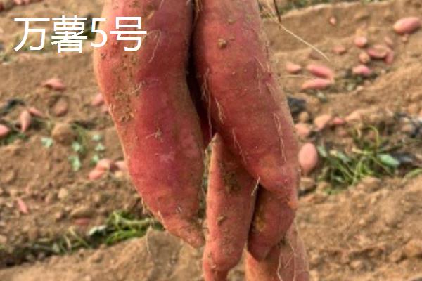 红薯的种类，苏薯2号、红心红薯、紫心红薯等10个品种较常见