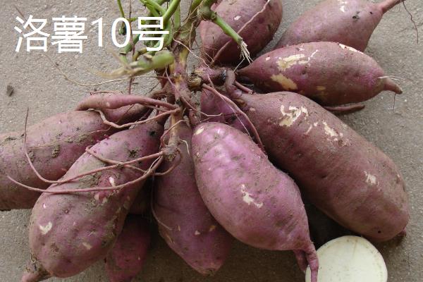 红薯的种类，苏薯2号、红心红薯、紫心红薯等10个品种较常见