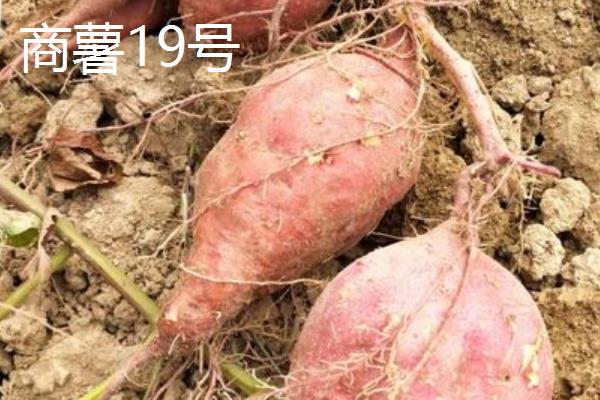 红薯的种类，苏薯2号、红心红薯、紫心红薯等10个品种较常见