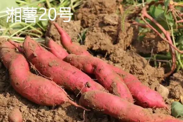 红薯的种类，苏薯2号、红心红薯、紫心红薯等10个品种较常见