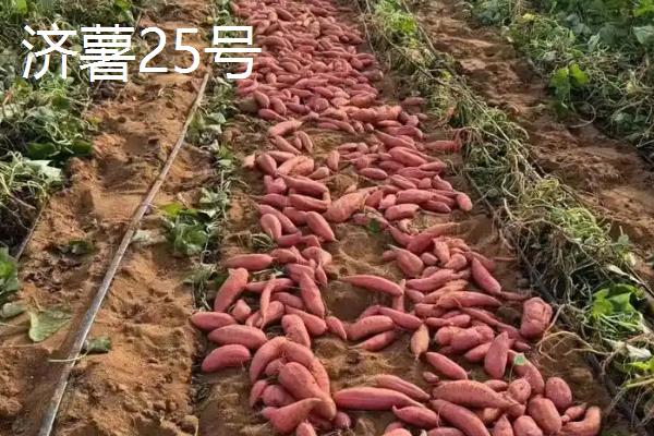 红薯的种类，苏薯2号、红心红薯、紫心红薯等10个品种较常见