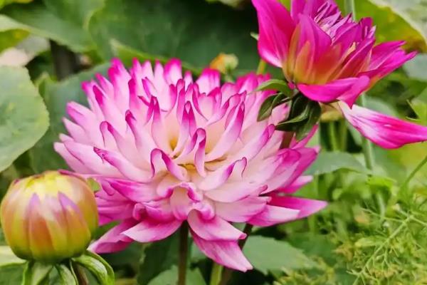 地瓜花在北方如何过冬，要及时移入室内养护