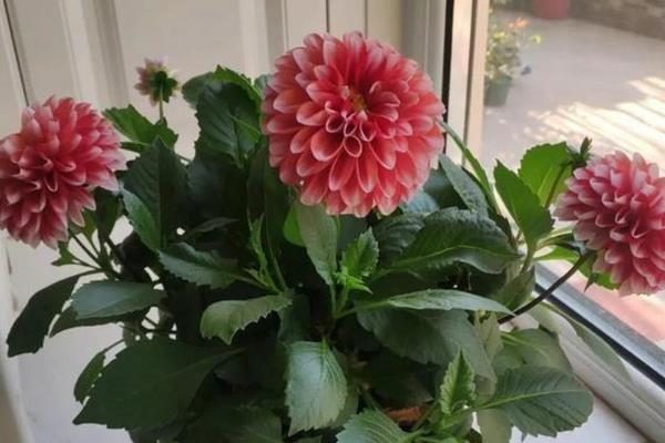 地瓜花在北方如何过冬，要及时移入室内养护