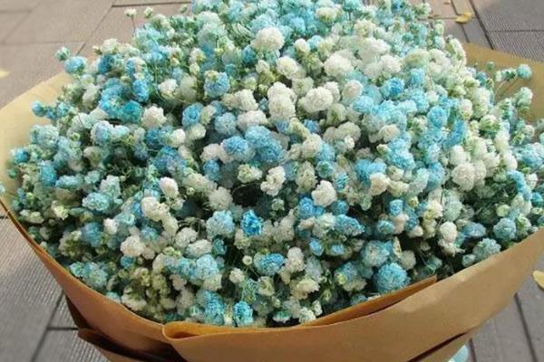 十二星座守护花有什么花语，水瓶座守护花的花语是灵性之美、以花为友