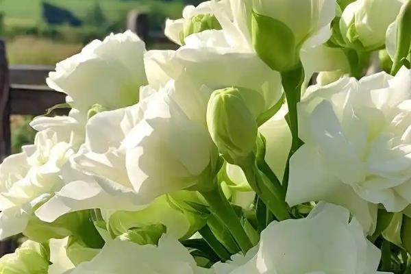 十二星座守护花有什么花语，水瓶座守护花的花语是灵性之美、以花为友