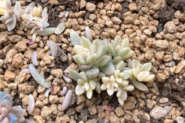 姬秋丽叶片发黄的原因和防治方法，可能是给水过多、土壤板结所致
