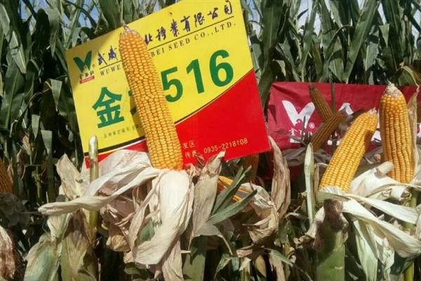 金北516玉米种简介，株高可达295cm左右