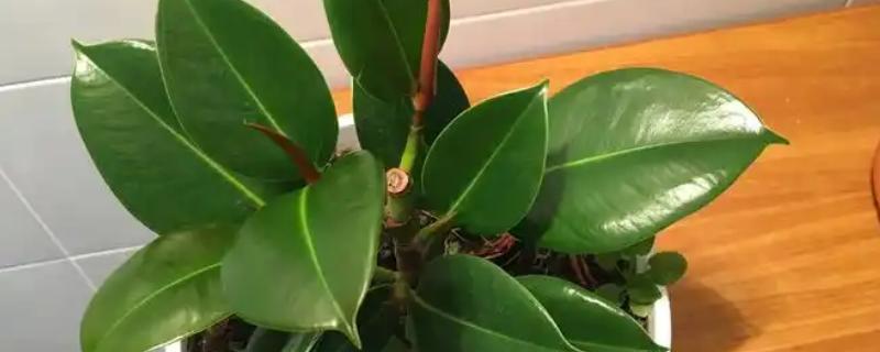 养殖橡皮树有哪些注意事项，每隔2年需要换盆1次