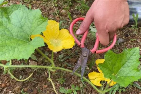 冬瓜的剪枝方法，第二雌花开放后可剪除顶芽、老叶、侧枝