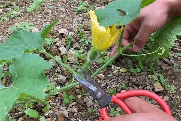 冬瓜的剪枝方法，第二雌花开放后可剪除顶芽、老叶、侧枝