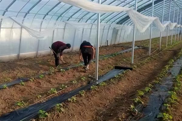 冬瓜的剪枝方法，第二雌花开放后可剪除顶芽、老叶、侧枝