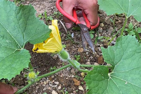 冬瓜的剪枝方法，第二雌花开放后可剪除顶芽、老叶、侧枝