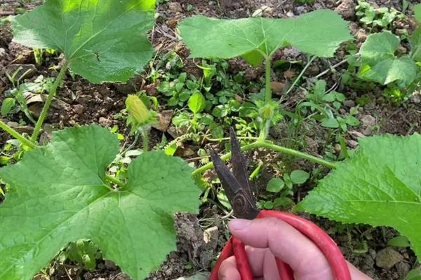 冬瓜的剪枝方法，第二雌花开放后可剪除顶芽、老叶、侧枝
