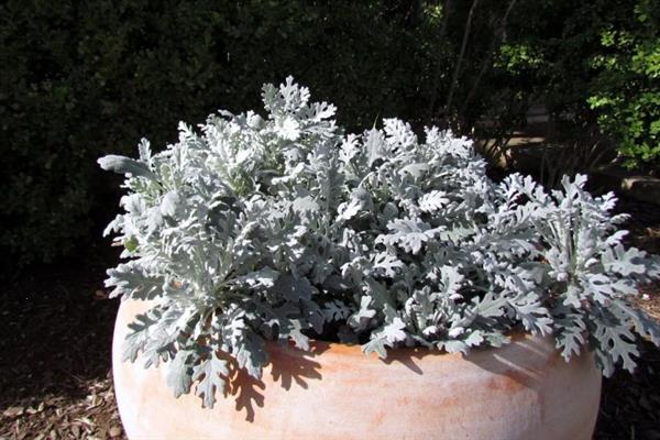 银叶菊的耐寒温度，可耐寒-5℃