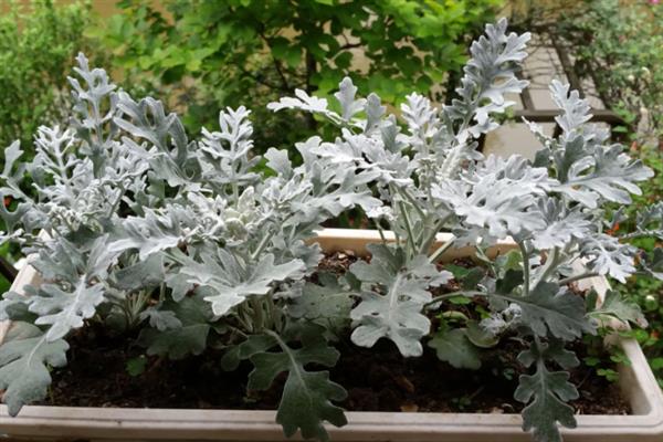 银叶菊的耐寒温度，可耐寒-5℃