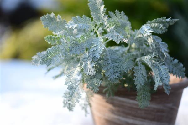 银叶菊的耐寒温度，可耐寒-5℃