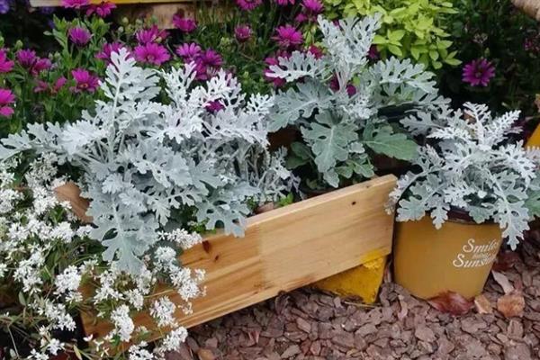 银叶菊的耐寒温度，可耐寒-5℃