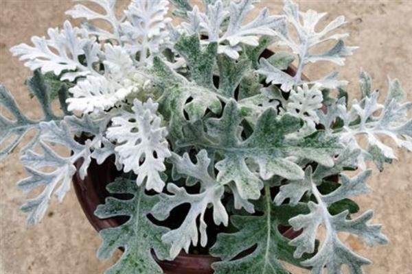 银叶菊的耐寒温度，可耐寒-5℃