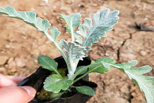 银叶菊的耐寒温度，可耐寒-5℃