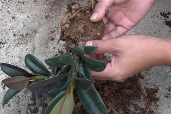 养殖橡皮树有哪些注意事项，每隔2年需要换盆1次