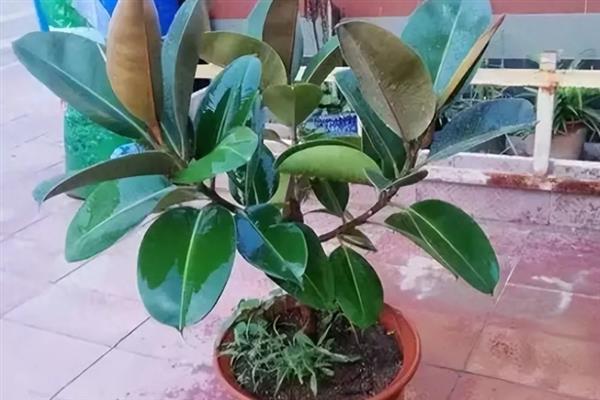 养殖橡皮树有哪些注意事项，每隔2年需要换盆1次