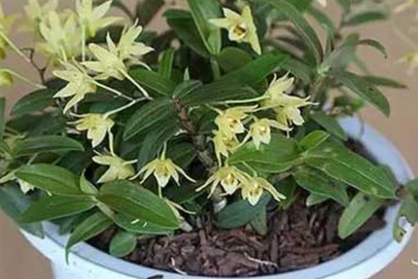 铁皮石斛的种植方法，适合每年春秋两季进行种植