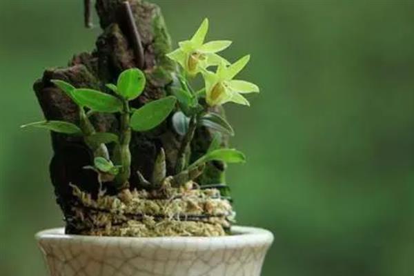 铁皮石斛的种植方法，适合每年春秋两季进行种植